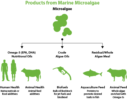 Microalgae products