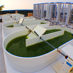 ALDUO™ Technology – Cellana – Algae-based products for a sustainable future